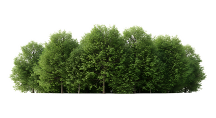A cluster of green trees with dense foliage against a black background in a natural setting view