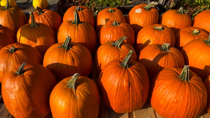 A pile of pumpkins for fall harvest festival, Halloween, and Thanksgiving decor. 