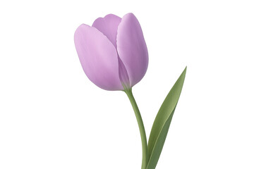 Fototapeta premium Purple tulip flower with green stem illustration