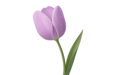 Purple tulip flower with green stem illustration