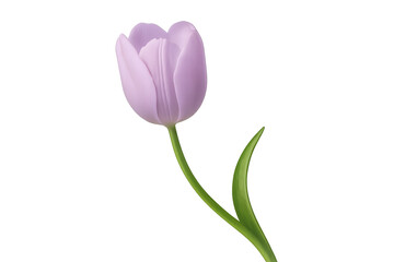 Single purple tulip flower with green stem