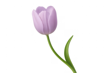 Single purple tulip flower with green stem