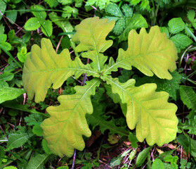 Young oak seedling with leaves