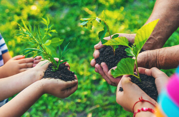 Grandmother and child hold a tree sprout in their hands. Selective focus.