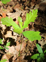 Young oak seedling with leaves