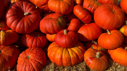 A pile of pumpkins for fall harvest festival, Halloween, and Thanksgiving decor. 