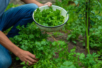 A farmer is harvesting cilantro in the garden. Selective focus.