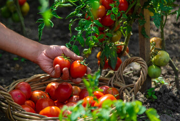 A farmer harvests tomatoes in the garden. Selective focus.