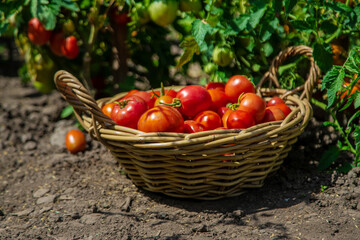 harvest of tomatoes in the garden. Selective focus.