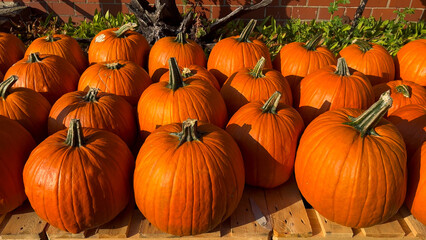 A pile of pumpkins for fall harvest festival, Halloween, and Thanksgiving decor. 