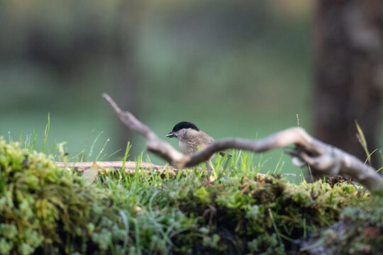 Cincia bigia (Poecile palustris