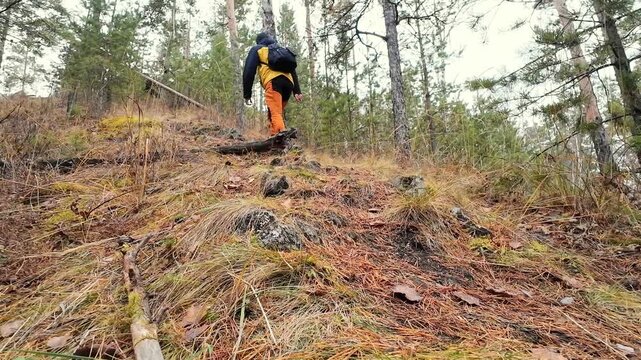 Forest climbing struggle, Person scaling rocky pine hillside, Detailed shot of individual navigating steep forest terrain, Close view of legs in bright pants conquering challenging pine