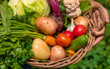 A man farmer harvests vegetables in the garden. Selective focus.