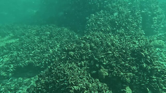 Mussel fouling  (Mytilus galloprovincialis ) on rocks on the bottom of the Black Sea