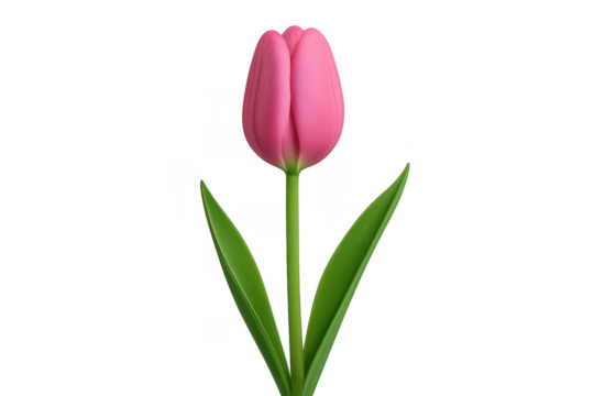 Pink tulip bud blossoming transparent background creating spring