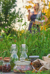 A woman in the garden collects medicinal herbs for tinctures and alternative medicine. Selective focus.