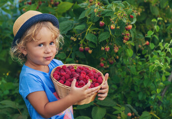 A child picks raspberries in the garden. Selective focus. © yanadjan