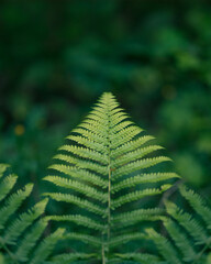 fern leaf in the forest