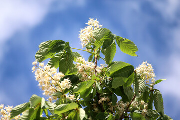 Bl&uuml;te, Kastanie, Himmel