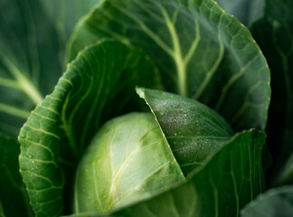 Close-up of fresh green cabbage leaves with water droplets in a vegetable garden. Organic farming concept symbolizing freshness, natural food, and healthy nutrition.