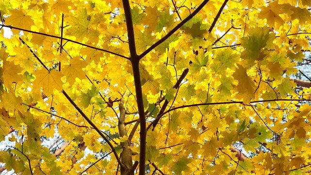 Yellow maple leaves shimmer in soft breeze under clear blue sky capturing warm autumn mood with sunlight filtering through vibrant golden foliage in park setting
