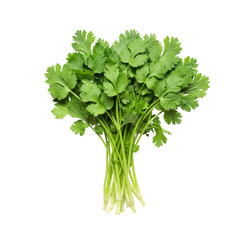 Fototapeta premium Fresh, vibrant green cilantro bunch, delicate leaves, slender stems, immaculately arranged against a transparent background with ample copy space, concept of healthy cooking