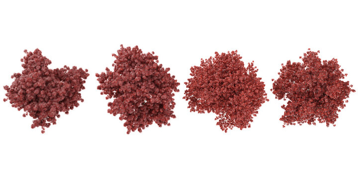 Collection of Acer plants on transparent background from the top view