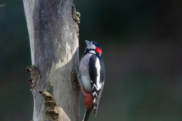 Picchio rosso maggiore (Dendrocopos major)