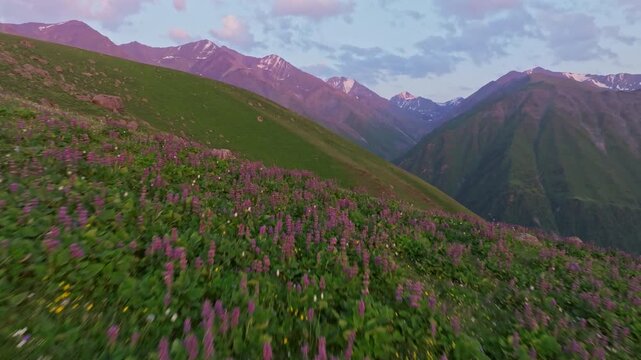 Mountain pasture slope in Kyrgyzstan covered with purple flowers at sunset.