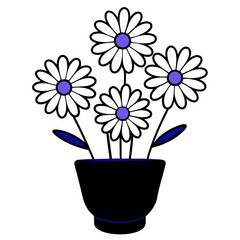 Daisies in a black pot