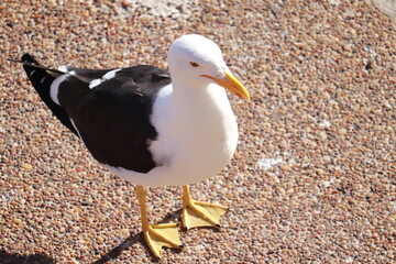 seagull on the beach