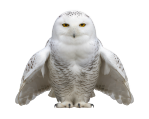 Snowy Owl Standing with Wings Outstretched on White