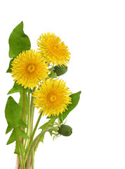 Yellow dandelion flowers and leaves in arrangement isolated on white or transparent background