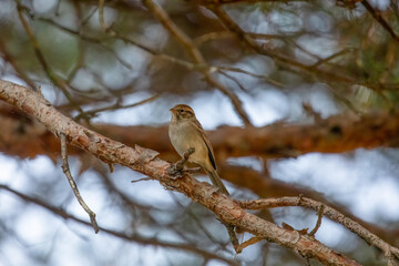 Clay-Colored Sparrow
