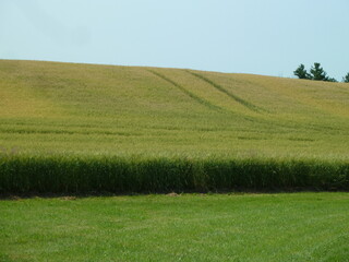 Tracks left by farm vehicles in a grain field - Traces de véhicules agricoles dans un champ de céréales