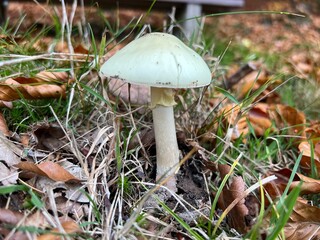 Grüner Knollenblätterpilz im Herbst mit Laub waldboden 