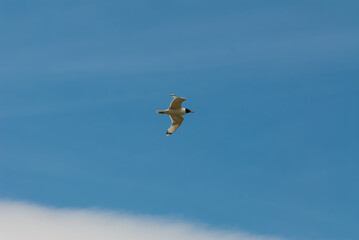 A lone seagull flies against a blue sky.