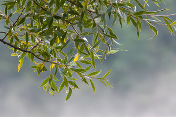 Willow branches with green foliage against a foggy backdrop.
