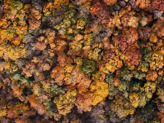 Amazing and colorful forest in the fall view from above.