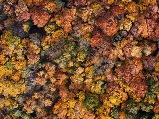 Amazing and colorful forest in the fall view from above.