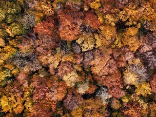 Amazing and colorful forest in the fall view from above.