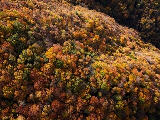 Amazing and colorful forest in the fall view from above.