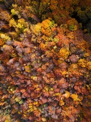 Amazing and colorful forest in the fall view from above.