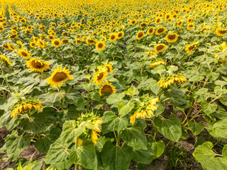 Aerial view of a sunflower field, drone shot showing endless yellow blossoms without horizon