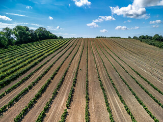 Aerial view of a currant plantation in the Barycz Valley, Poland, under blue sky with light white clouds