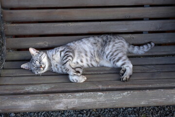Sleeping cat at wooden bench. Black, white ang grey stripes. Relaxing pet.