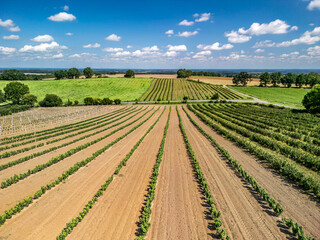 Aerial view of a currant plantation in the Barycz Valley, Poland, under blue sky with light white clouds