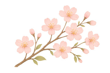 Fototapeta premium Pink cherry blossom flowers blooming watercolor illustration
