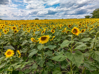 Sunflower field under blue sky with white clouds on a sunny summer day