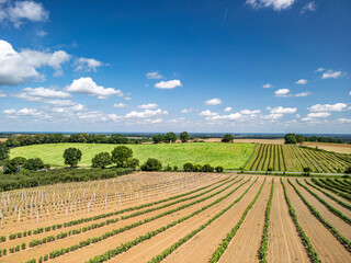 Aerial view of a currant plantation in the Barycz Valley, Poland, under blue sky with light white clouds